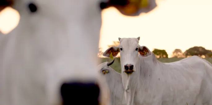 Campanha da D.Carvalho John Deere com produtor rural e trator no campo