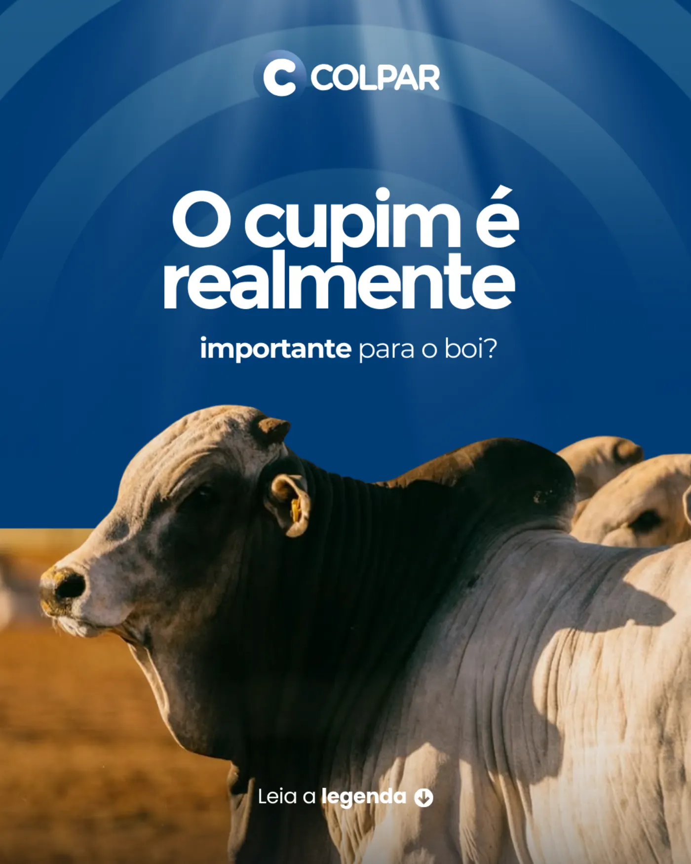Colpar imagem 1