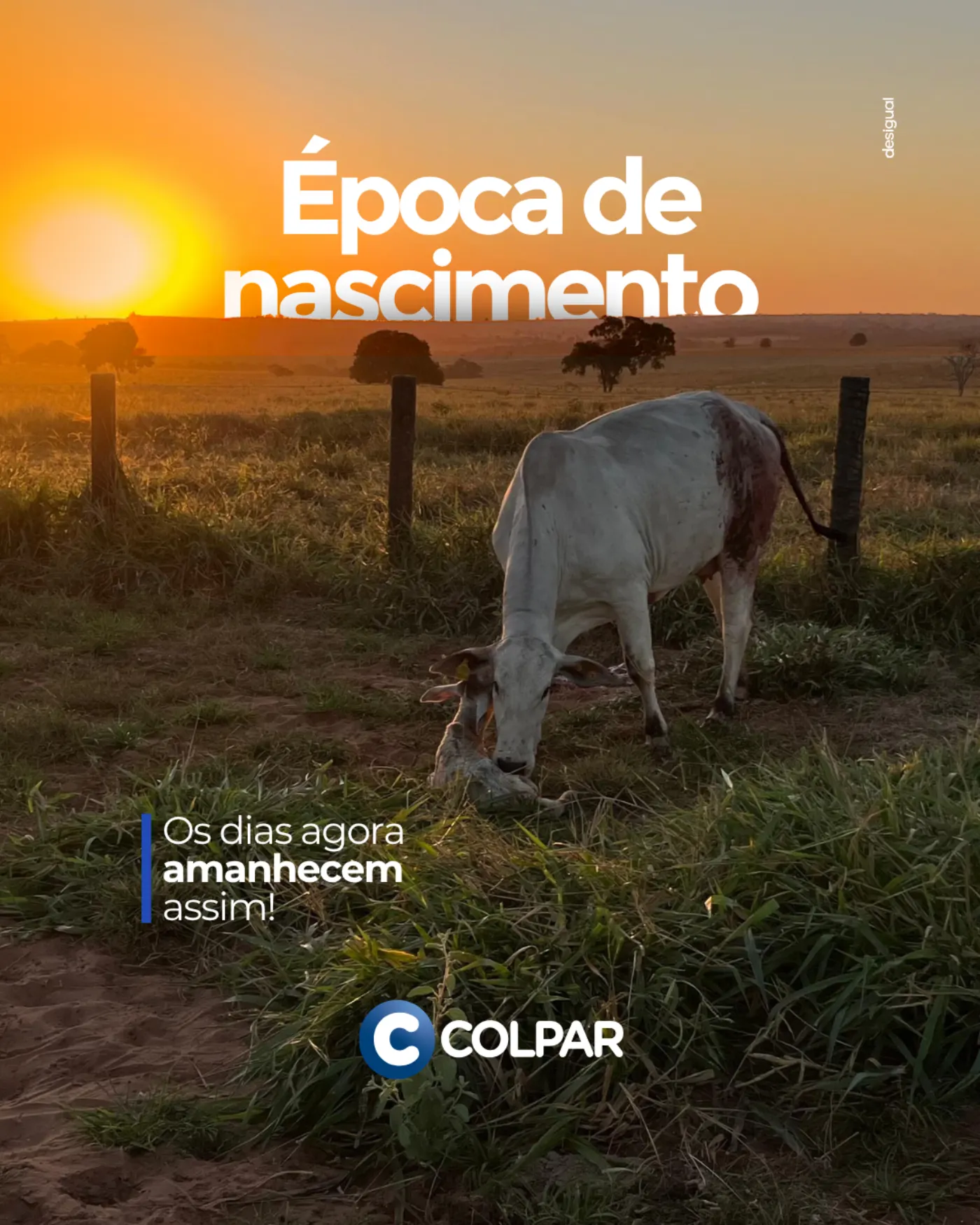 Colpar imagem 4